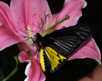 Troides rhadamantus - очень "ручная", свободно дающаяся в руки бабочка.